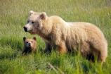 Brown Bear Female with cub