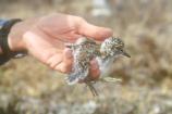 Surfbird Chick