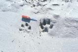 Wolf Tracks