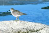 Wandering Tattler
