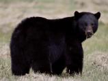 Black Bear