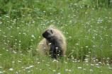 Porcupine