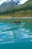Moose Swimming