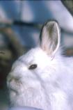Snowshoe Hare