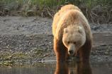 Coastal Brown Bear