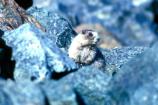 Marmot