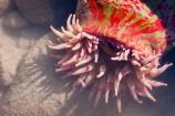 Christmas Sea Anemone