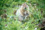Arctic Ground Squirrel