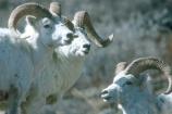 Dall Rams