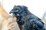Raven