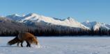 Red Fox in the Snow