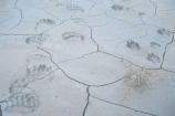 Bear and Wolf Tracks