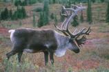 Bull Caribou