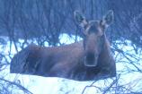 Moose in Winter