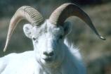 Dall Ram