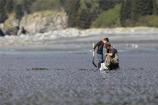 Clam digging on the coast