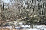 Ice storm damage on Houchins Ferry Road North