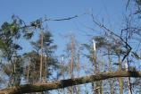 Ice storm damage in the pines