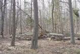 Ice Storm Damage at Maple Springs