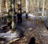 Icy slough on the Bike & Hike Trail