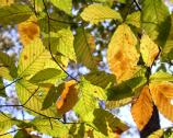 Beech Leaves