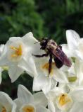 Narcissus papyraceus--paper whites with bee