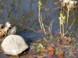 Turtle in pond at Melrose estate