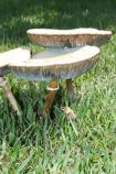 Mushrooms on Melrose Estate grounds