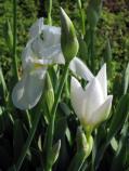 White Iris at Melrose front pond