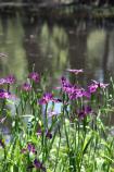 Melrose front pond April 2010