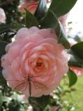 Cranefly on camellia at Melrose