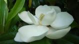 The showy flower of the magnolia tree is a welcomed sign each spring.