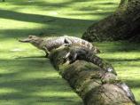 The Cypress Swamp at milepost 122.0 provides one of the best spots along the Parkway to view an alligator.