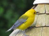 A warbler along the Natchez Trace Parkway