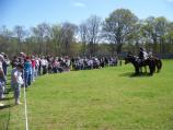 Cavalry and the crowd