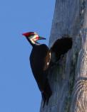 Woodpecker