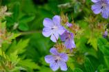 Northern Geranium