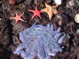 Starfish
