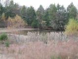 Pond at McFadden Farm