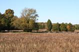 Cotton Fields 1