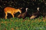 A White-tail Deer browses next to two Wild Turkeys.