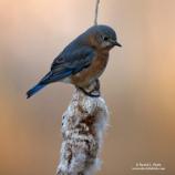 Bluebird