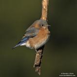 Bluebird II