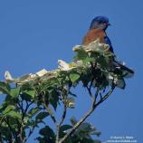 Bluebird III