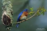 Bluebird IV