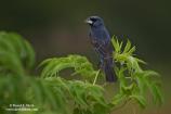 Blue Grosbeak
