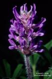 Nashville Breadroot