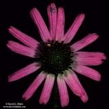 Tennessee Coneflower