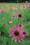 Tennessee Coneflowers in Cedar Glade