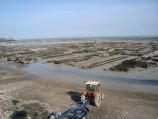 Oyster beds at low tide